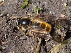 Brachypalpus chrysites
