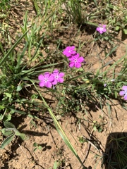 Phlox cuspidata