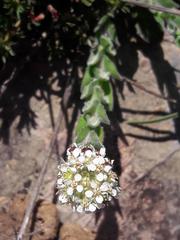 Lepidium hirtum