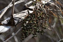 Chamaedorea glaucifolia