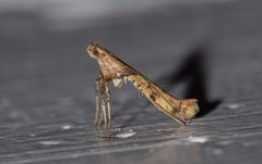 Caloptilia honoratella