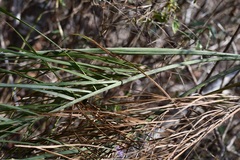 Chamaedorea glaucifolia