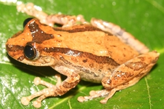 Scinax obtriangulatus