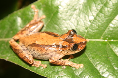 Scinax obtriangulatus
