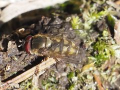 Parasyrphus punctulatus