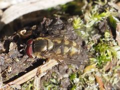 Parasyrphus punctulatus
