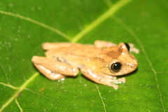 Scinax obtriangulatus