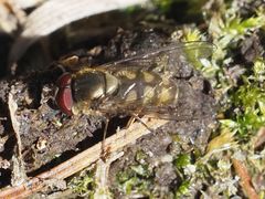 Parasyrphus punctulatus