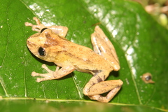 Scinax obtriangulatus