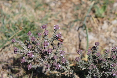Zygaena rhadamanthus