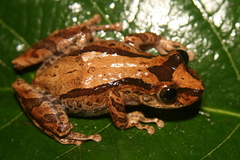 Scinax obtriangulatus
