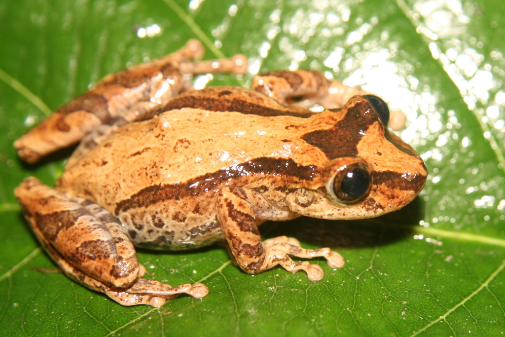 Sao Paulo Snouted Treefrog