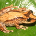 Sao Paulo Snouted Tree Frog - Photo (c) Diogo Provete, some rights reserved (CC BY-NC), uploaded by Diogo Provete