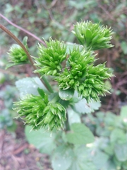 Kalanchoe densiflora