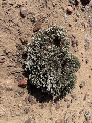 Eriogonum fastigiatum