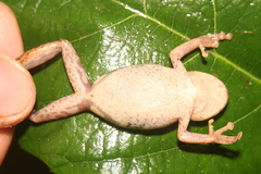 Scinax obtriangulatus