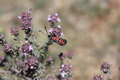Zygaena rhadamanthus