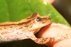 Scinax obtriangulatus