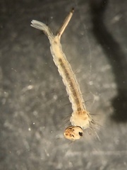 Aedes canadensis mathesoni