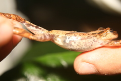 Scinax obtriangulatus