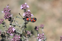 Zygaena rhadamanthus