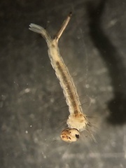 Aedes canadensis mathesoni