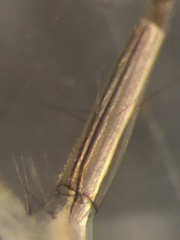 Aedes canadensis mathesoni