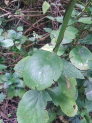 Kalanchoe densiflora