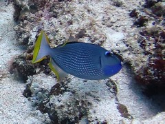 Xanthichthys auromarginatus