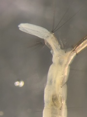 Aedes canadensis mathesoni