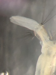 Aedes canadensis mathesoni