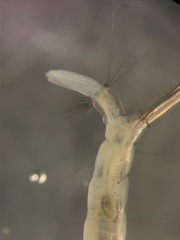 Aedes canadensis mathesoni