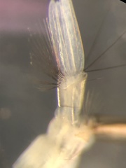 Aedes canadensis mathesoni
