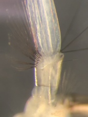 Aedes canadensis mathesoni