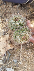 Mammillaria karwinskiana karwinskiana