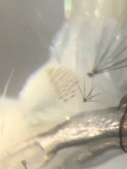Aedes canadensis mathesoni