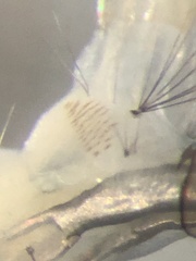 Aedes canadensis mathesoni