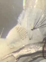 Aedes canadensis mathesoni