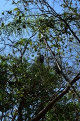 Chamaedorea glaucifolia