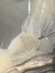 Aedes canadensis mathesoni