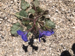 Phacelia campanularia