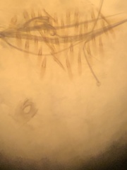 Aedes canadensis mathesoni