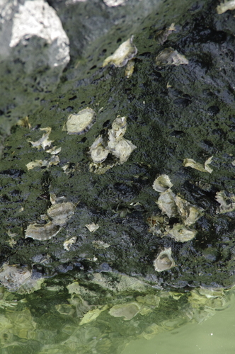 Saccostrea palmula