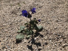 Phacelia campanularia