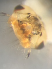 Aedes canadensis mathesoni