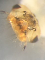 Aedes canadensis mathesoni