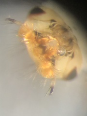 Aedes canadensis mathesoni