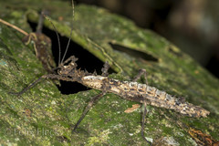 Creoxylus