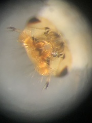 Aedes canadensis mathesoni