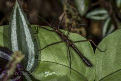 Creoxylus